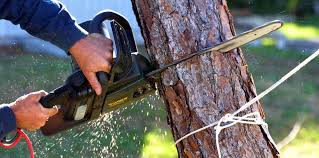 Best Leaf Removal  in Bay Point, CA