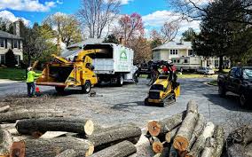 Best Tree Mulching  in Bay Point, CA