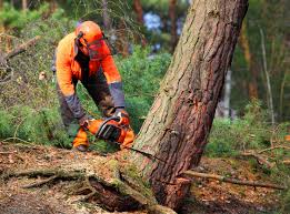 Best Utility Line Clearance  in Bay Point, CA