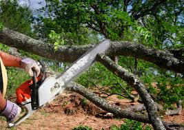 How Our Tree Care Process Works  in  Bay Point, CA