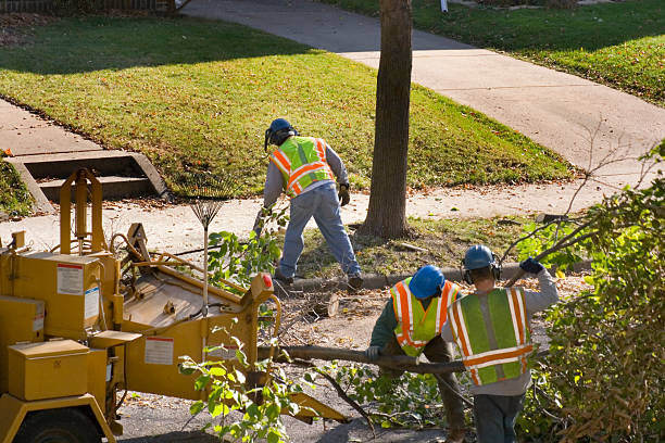 Best Tree Health Inspection  in Bay Point, CA