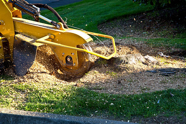 Lawn Renovation and Restoration in Bay Point, CA