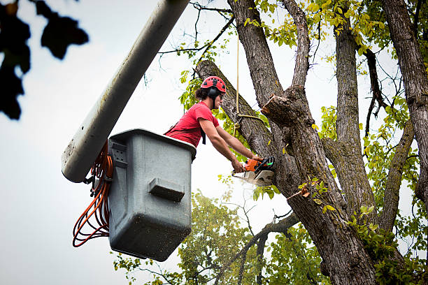 Best Tree Removal  in Bay Point, CA