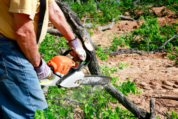 Best Root Management and Removal  in Bay Point, CA
